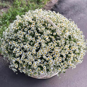 Композиция в корзине из 151 ромашки в Зарайске