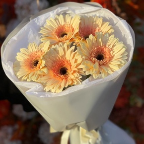 Букет из 5 персиковых гербер в Зарайске
