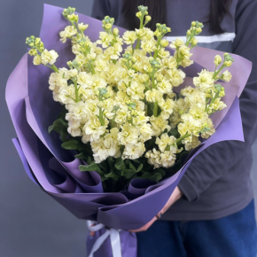 Букет из 15 лимонных маттиол в Зарайске