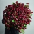 Монобукет из 75 кустовых роз Марун (70 см) в Зарайске Монобукет из 75 кустовых роз Марун (70 см) в Зарайске