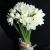 Букет из 25 нарциссов в Зарайске Букет из 25 нарциссов в Зарайске